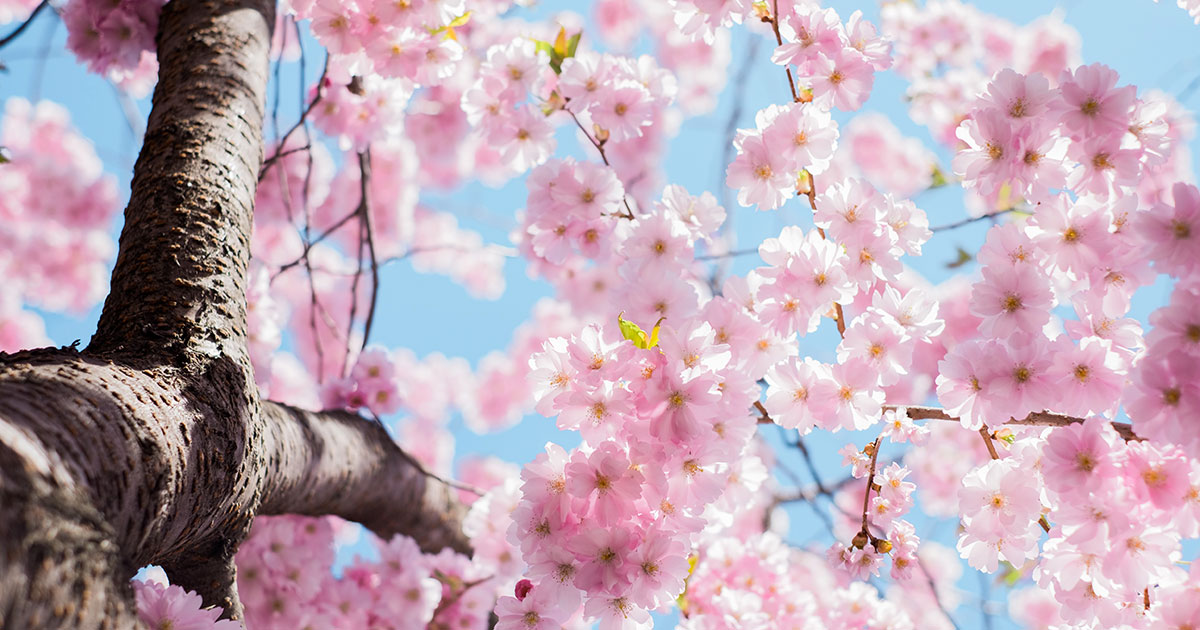 Le più belle filastrocche di primavera