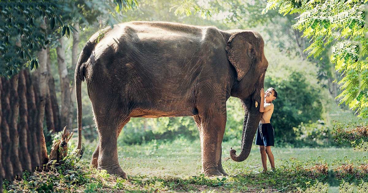 Libri con gli elefanti: i più belli, amati dai bambini