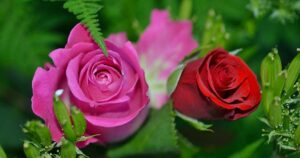 Poesie per la festa della mamma: le più belle di sempre