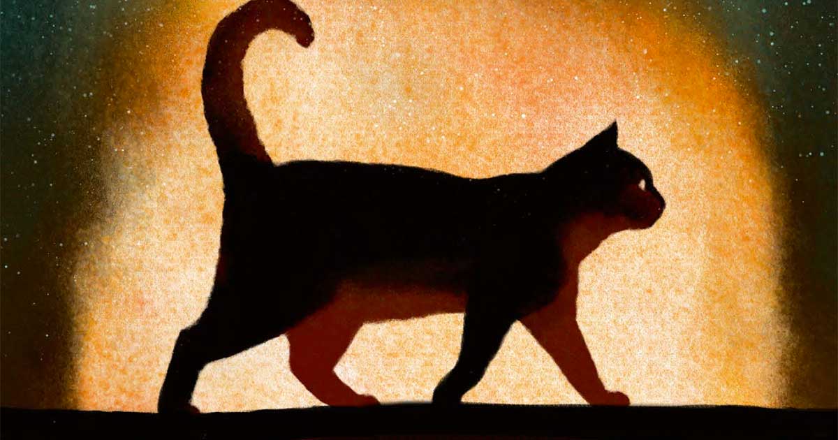 Blitzcat