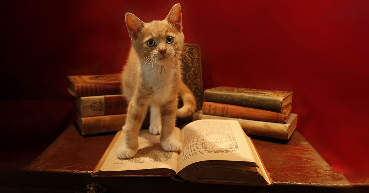 Libri sugli animali per bambini